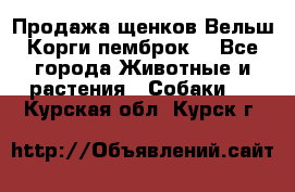 Продажа щенков Вельш Корги пемброк  - Все города Животные и растения » Собаки   . Курская обл.,Курск г.